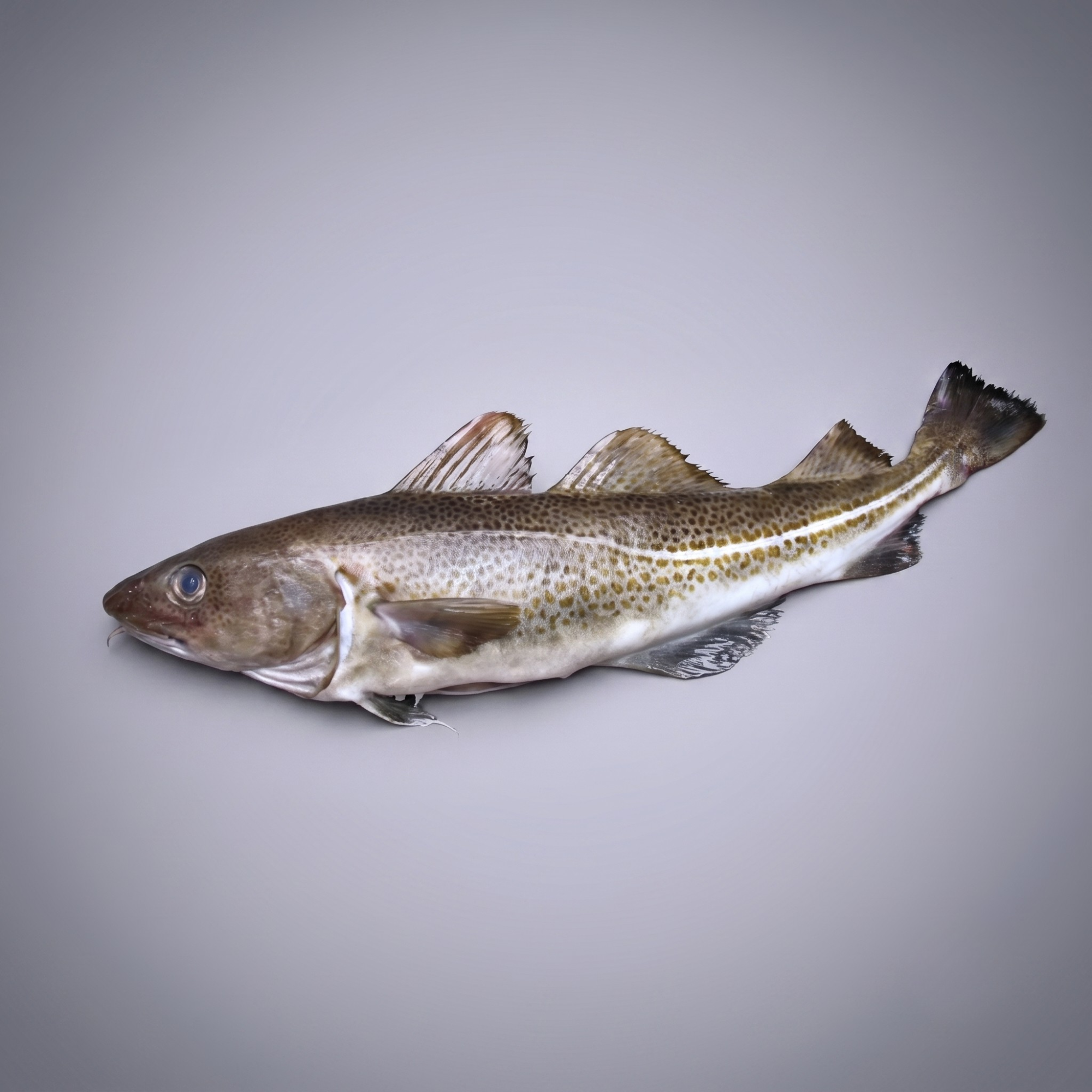 buying sierra fish by box Buy Whole Fish Fresh Atlantic Cod Online