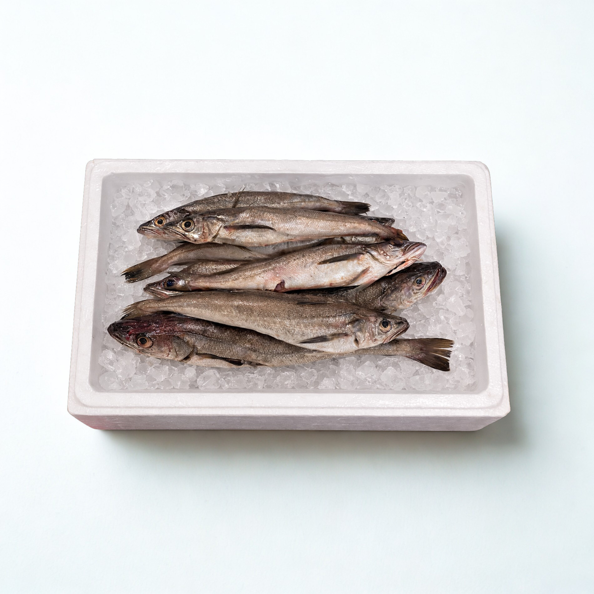 Fresh North Atlantic Silver Hake | 10lb Bulk Unit