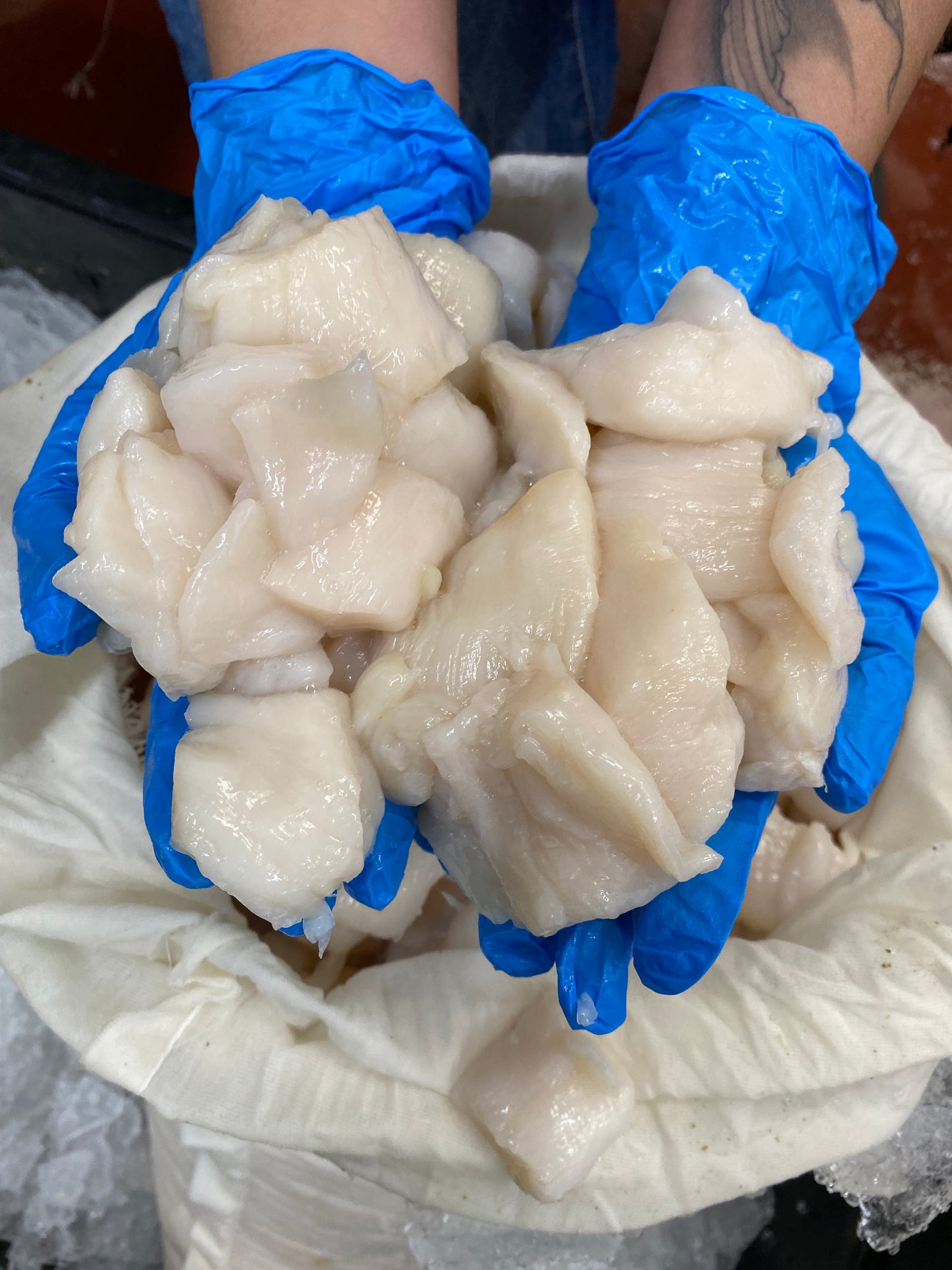 Fresh Atlantic Scallop Meat