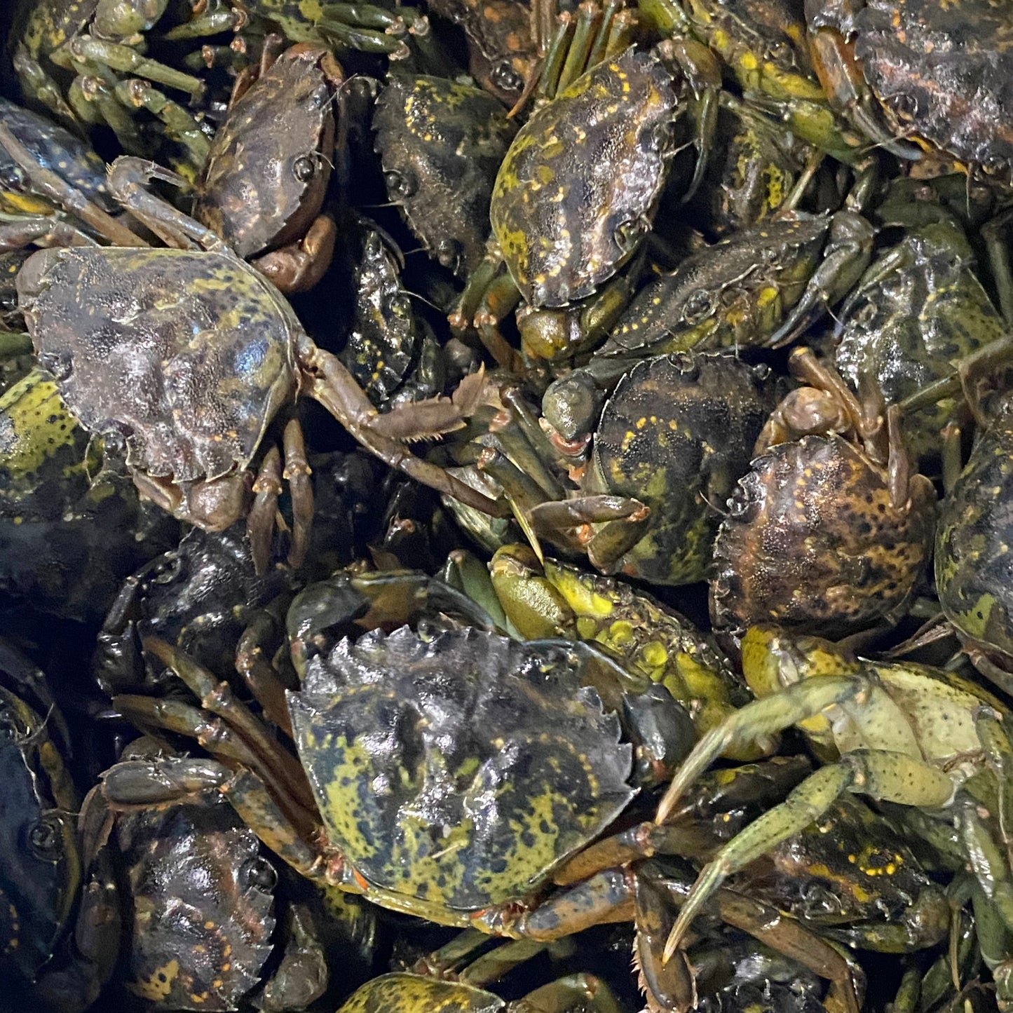 Live European Green Crab