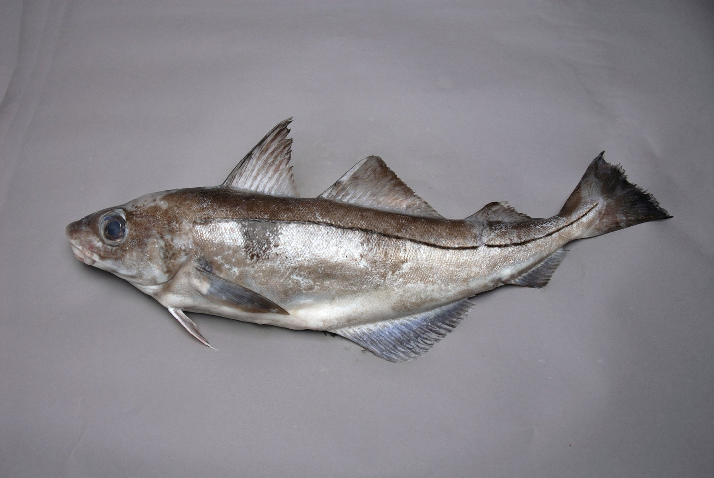 Fresh Whole Haddock