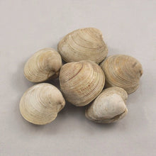 Hardshell Clams