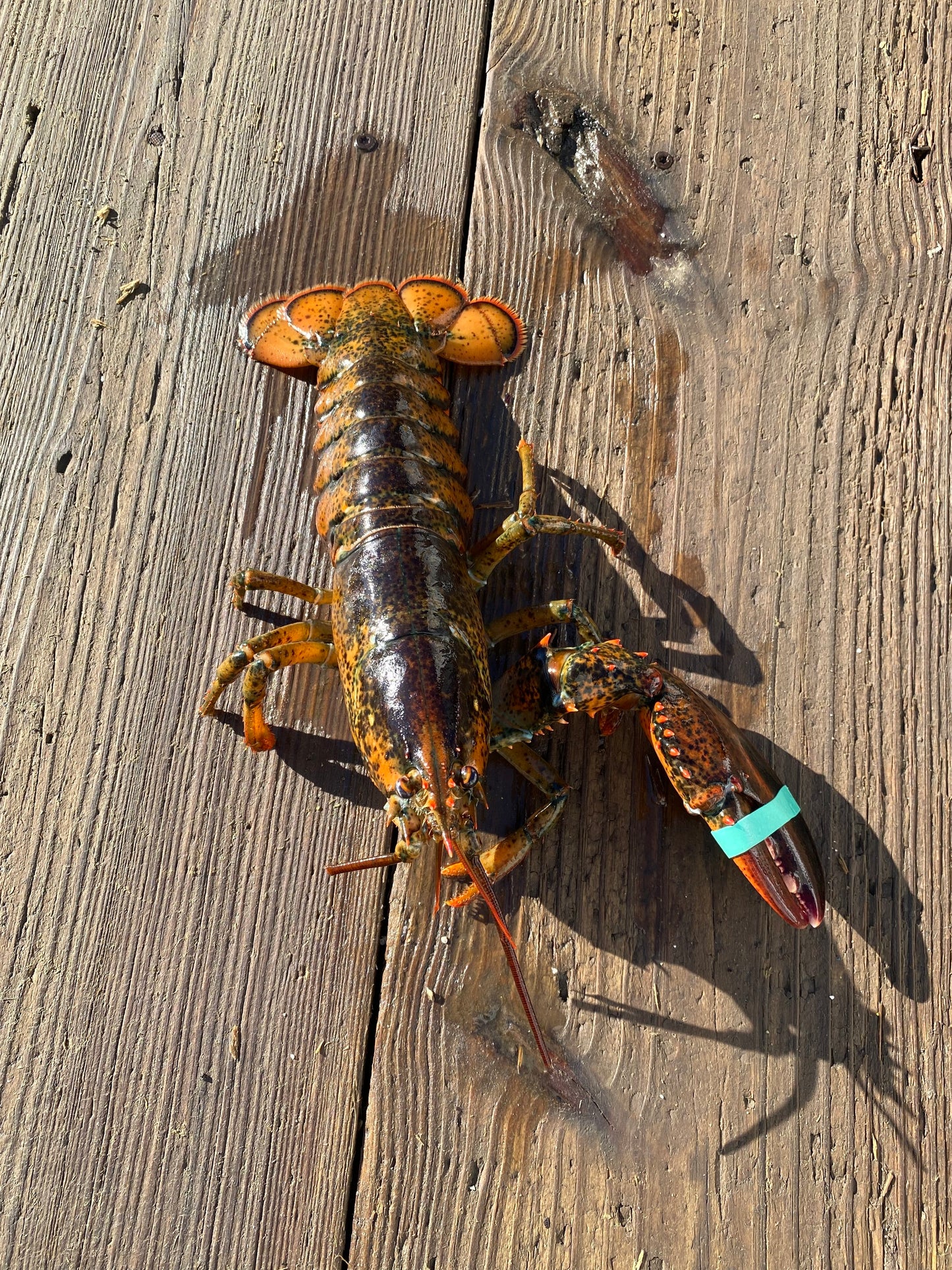 Discounted Lobsters (Cull Lobsters)