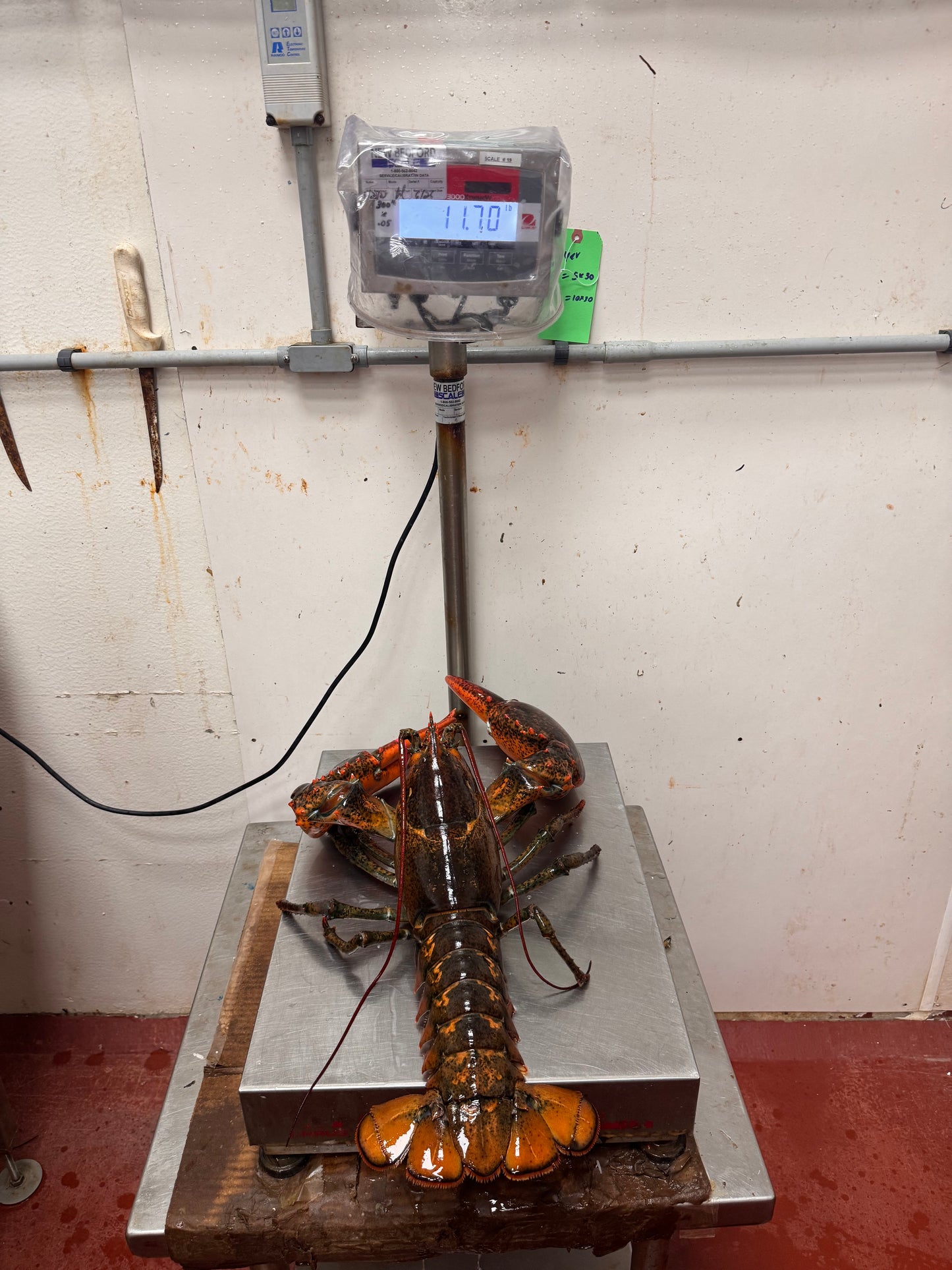 Jumbo Lobsters