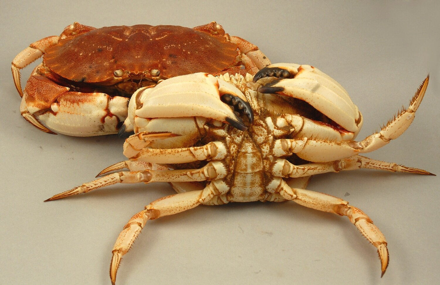 Live Jonah Crab