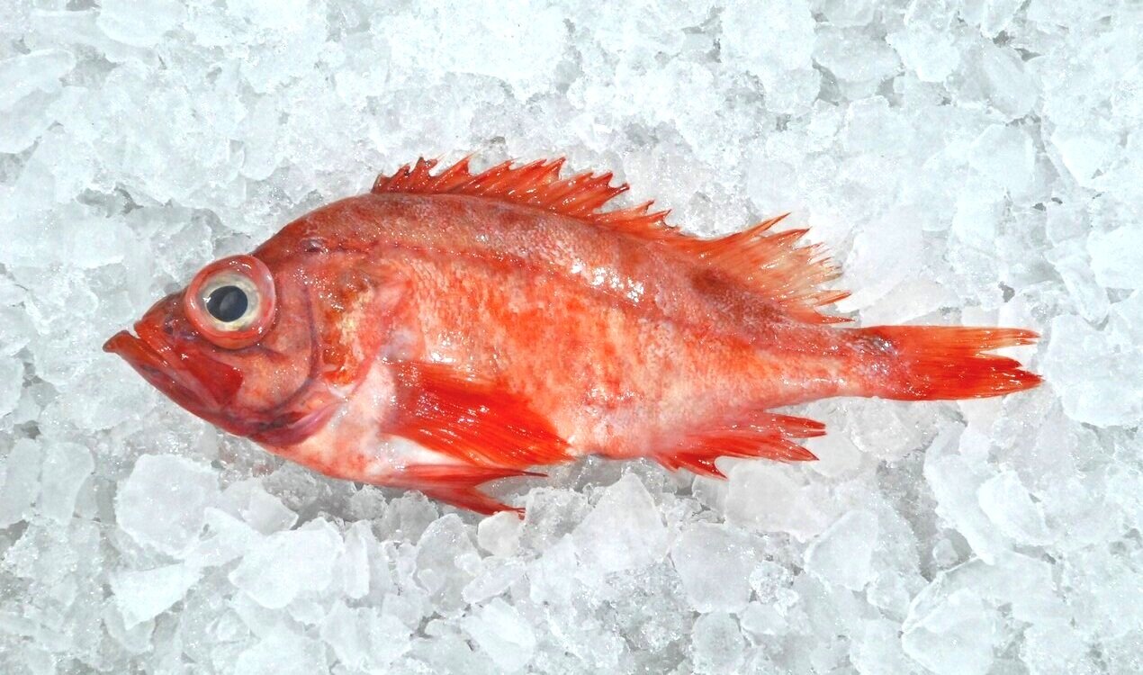 Fresh North Atlantic Ocean Perch – Red Fish