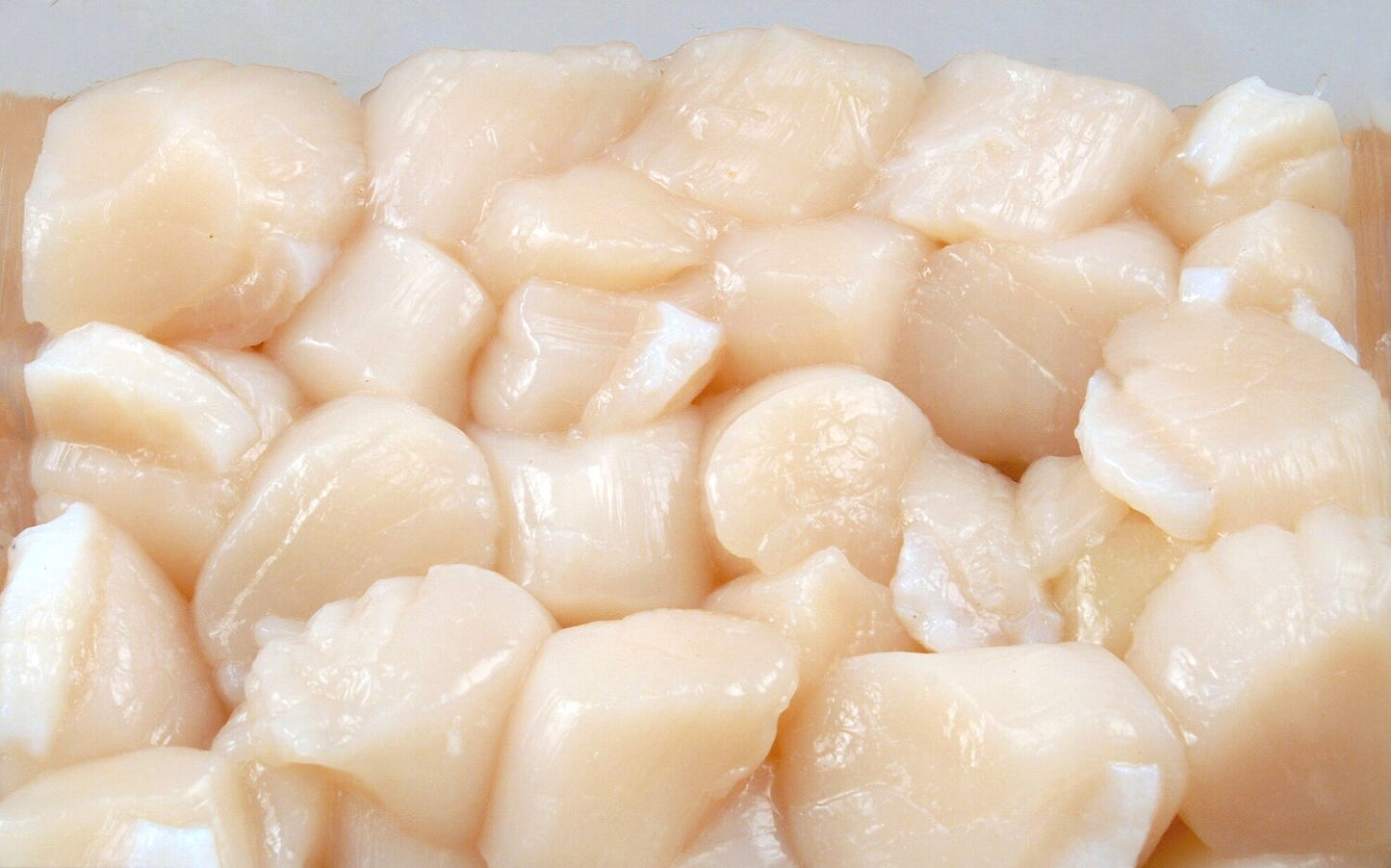 Fresh Atlantic Scallop Meat