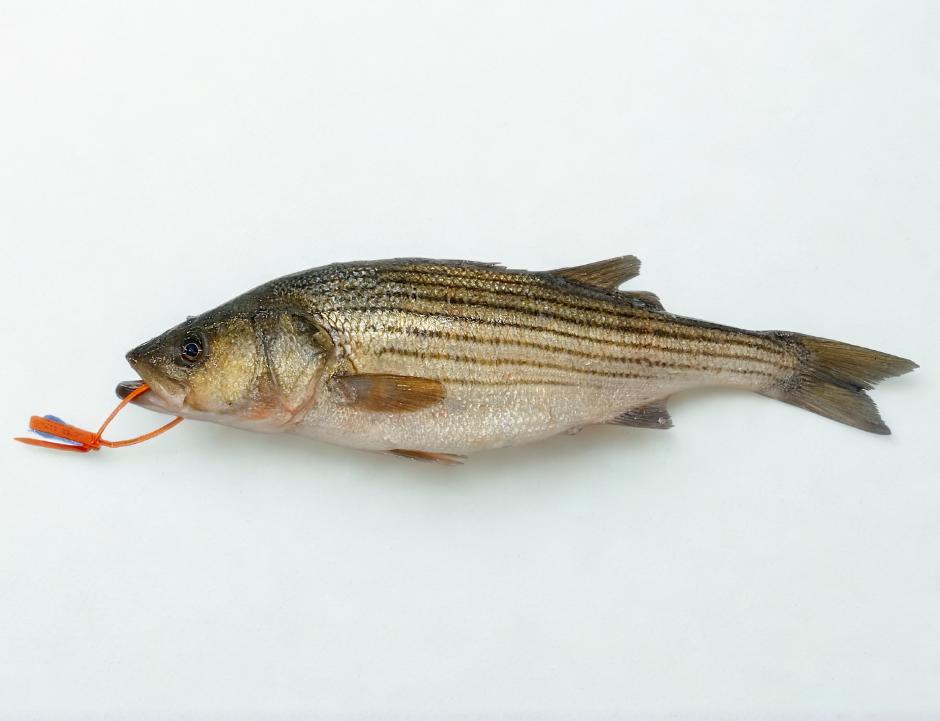 三条魚 整条野生条纹鲈鱼- 来自马萨诸塞州和东北部水域– Intershell Seafood