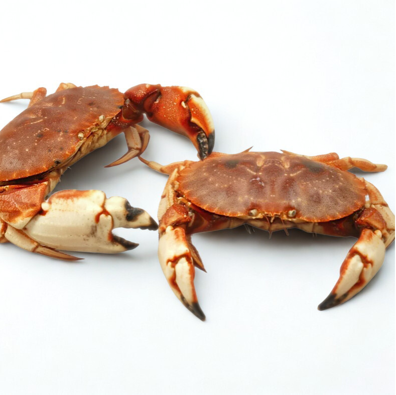Live Jonah Crab (12-Piece Wholesale Case) | Bulk Savings Online