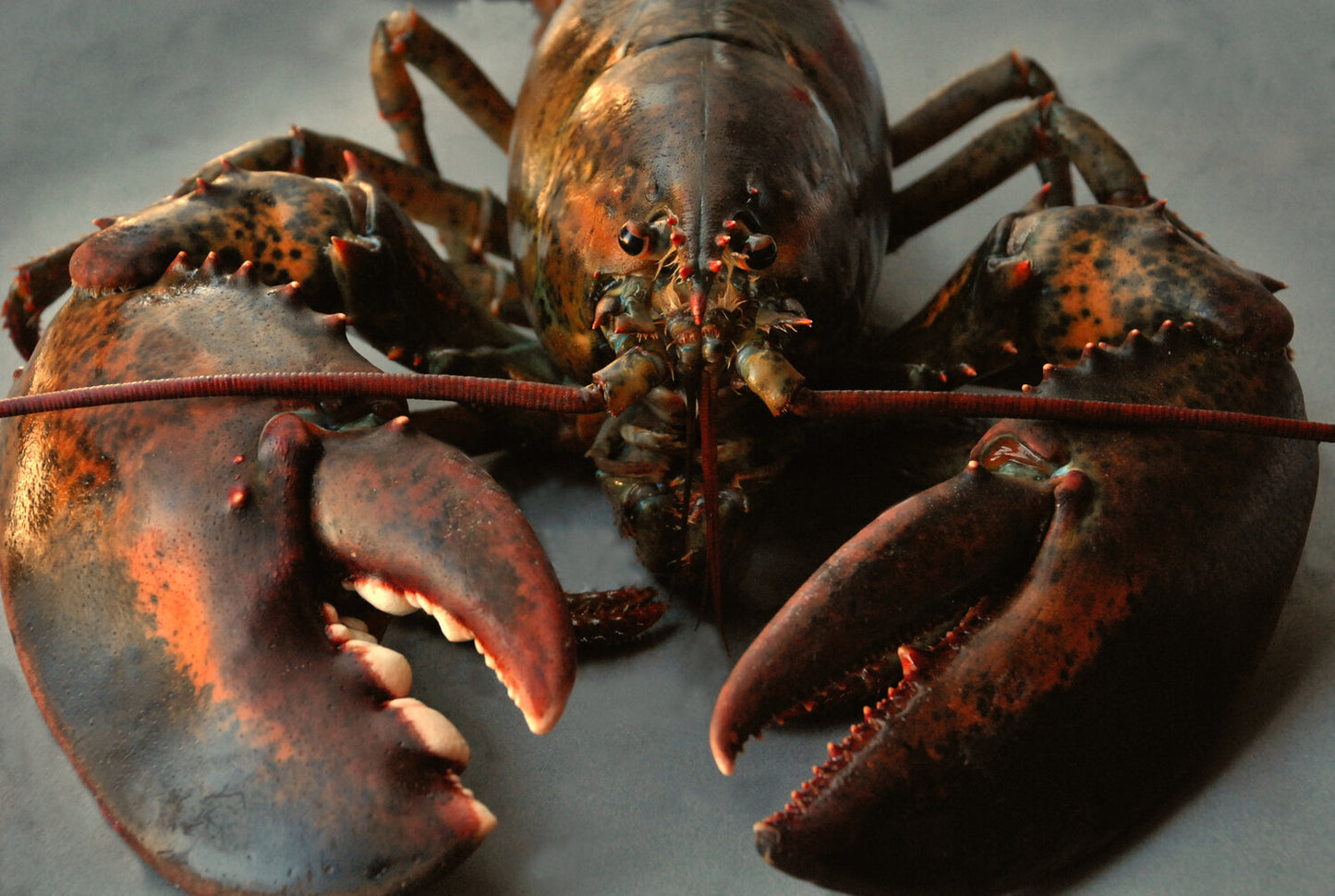 Jumbo Lobsters