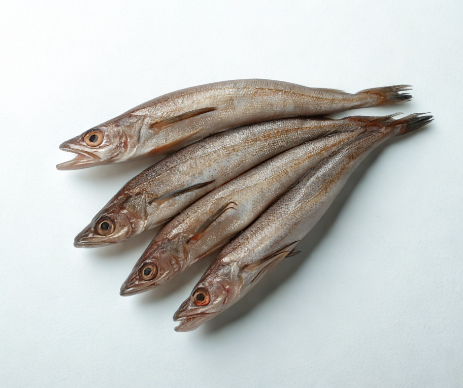 Whiting (North Atlantic Hake) | Whole, Fresh & Sustainable Intershell Seafood Whiting (North Atlantic Hake) | Whole, Fresh & Sustainable Intershell Seafood