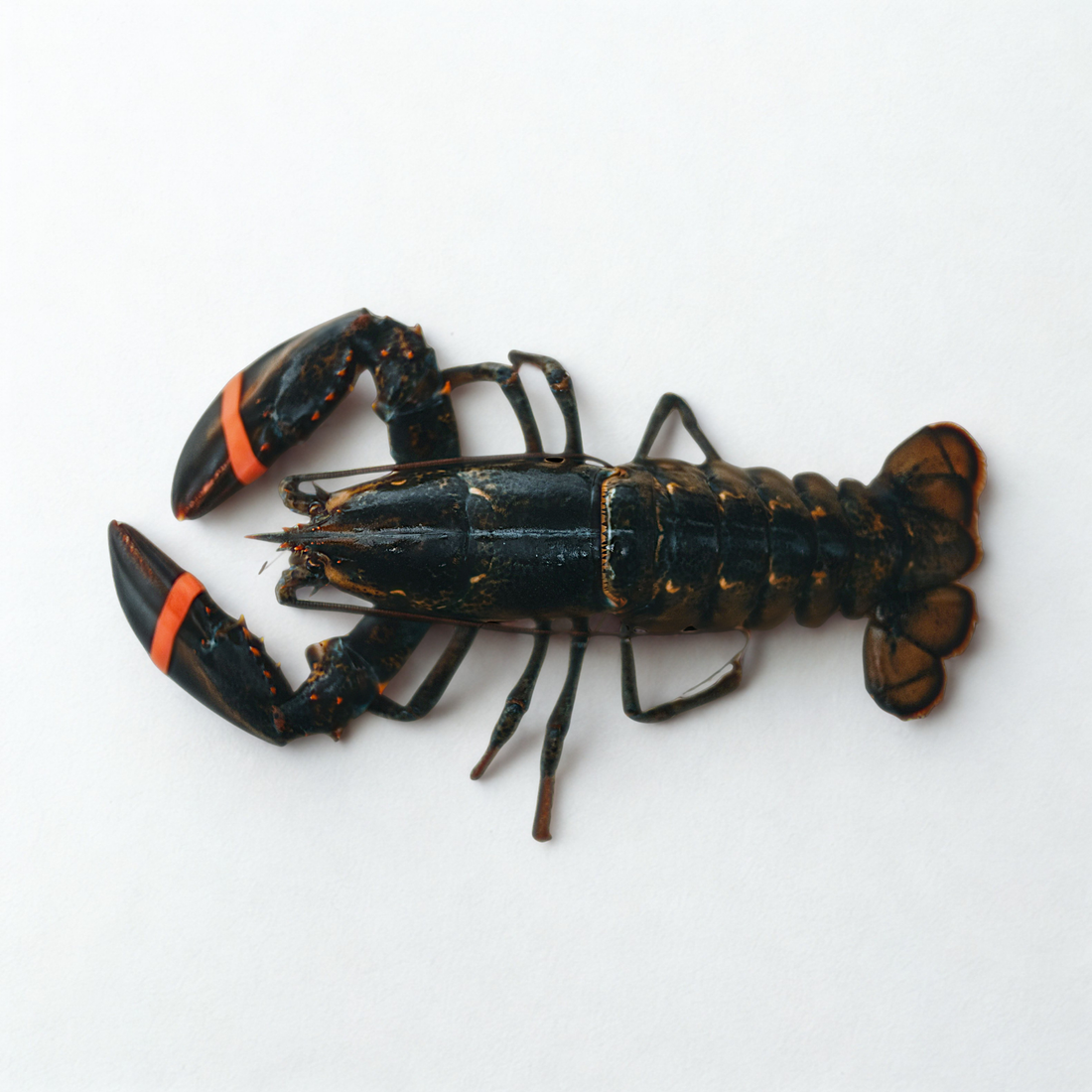 The Real Story Behind the Maine Lobster Red List