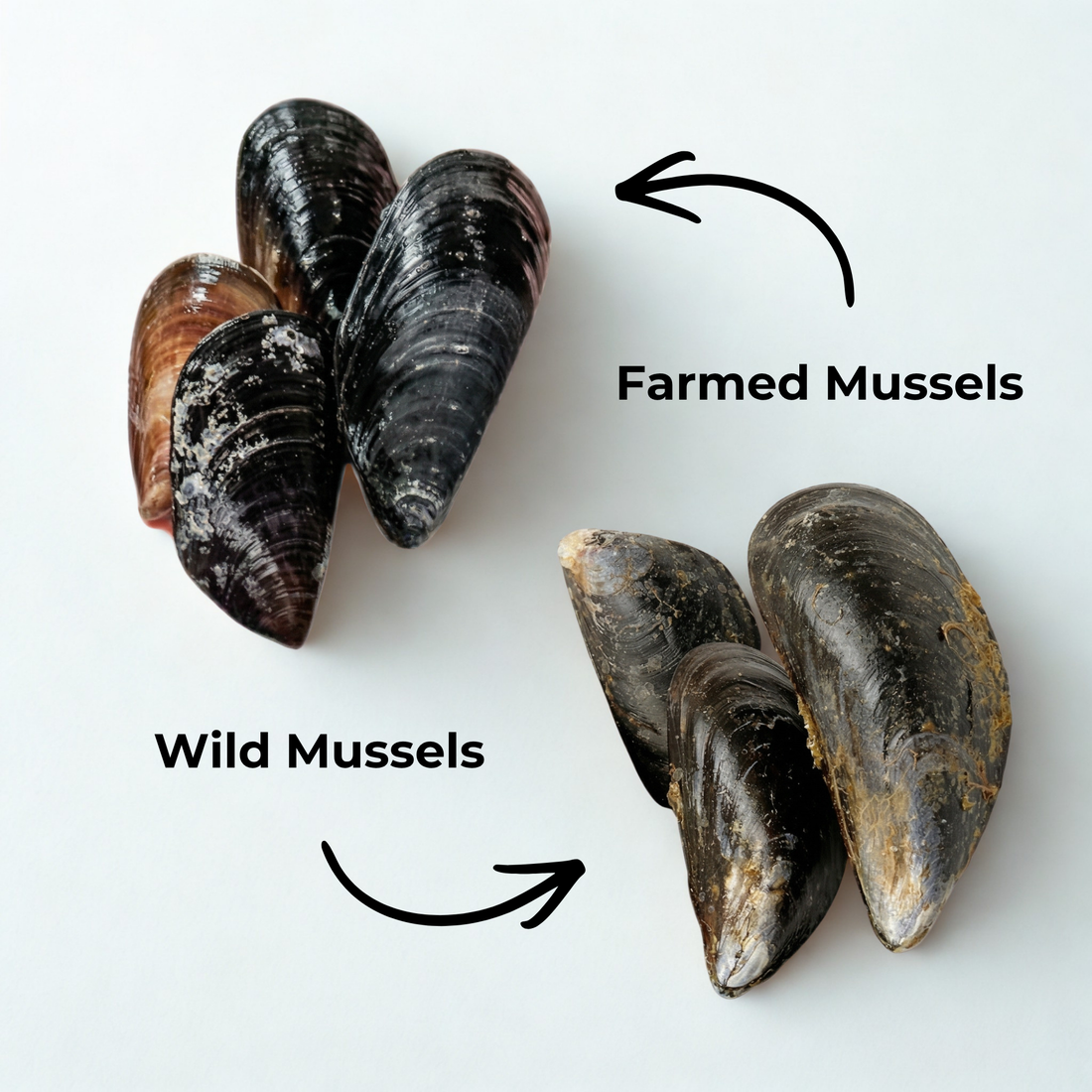 PEI Mussels compared to Wild Mussels - What's the difference?