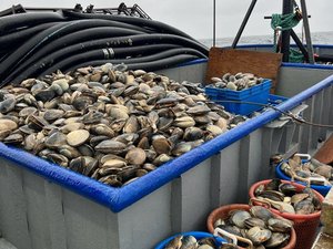 Clamming Up: The Fight to Save New England's Surf Clam Fishery
