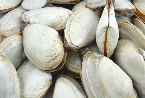 Guide: Clams (New England Species)
