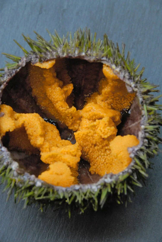 Guide: Live Sea Urchins