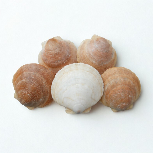 Guide: Live Scallops