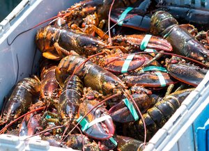 The Real Story Behind the Maine Lobster Red List