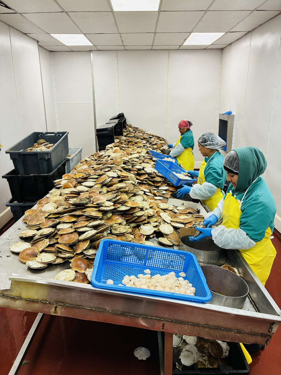 What Are Dry Scallops? How to Buy Chemical-Free Scallops Online