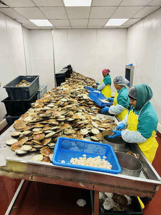 What Are Dry Scallops? How to Buy Chemical-Free Scallops Online