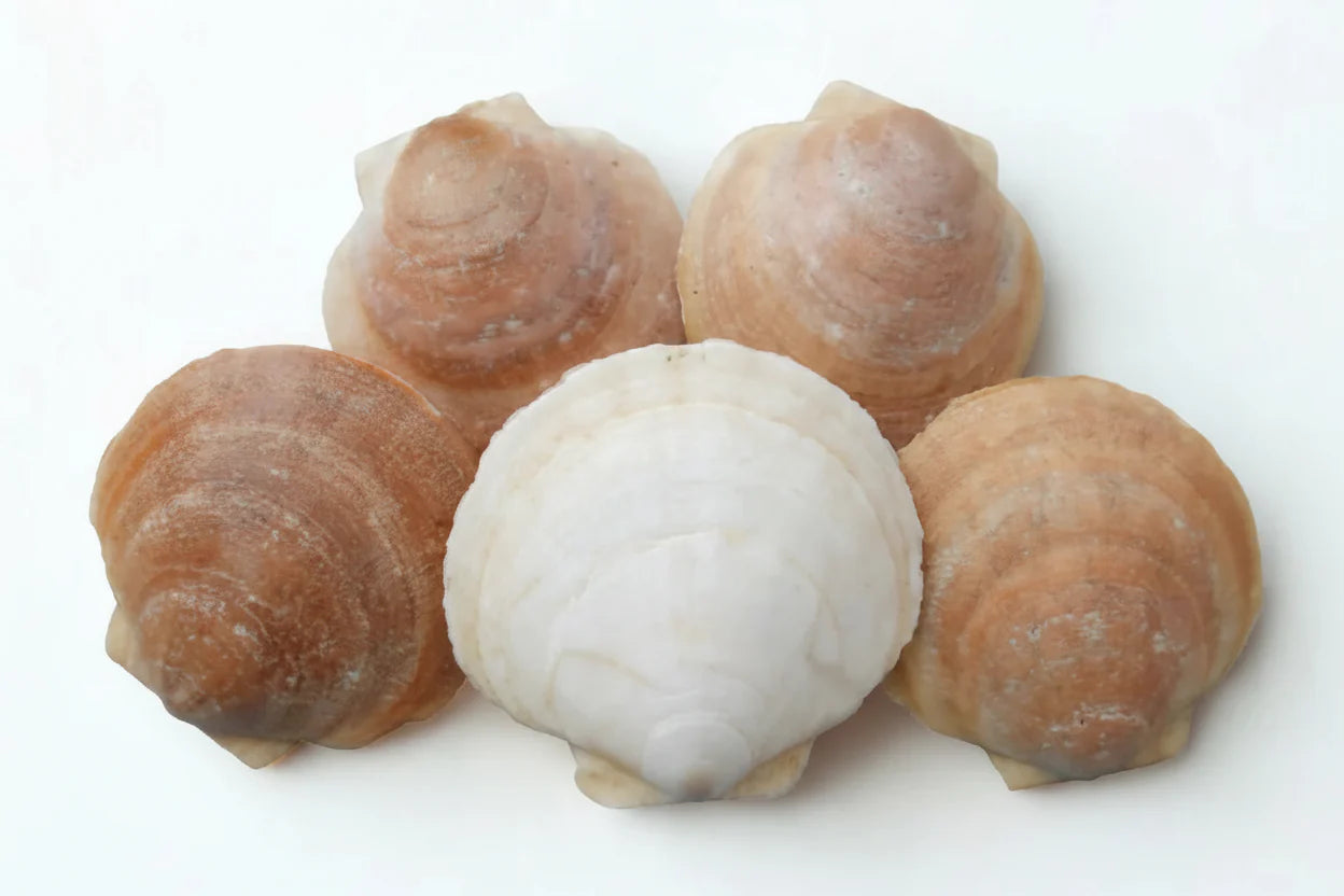 Fresh dry sea scallops from Intershell Seafood