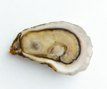 Live Wellfleet Oysters