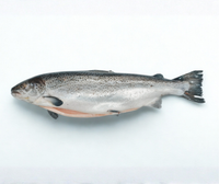 Salmon - Whole Fish