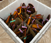Firm Shell Chix: Lobster Promotion