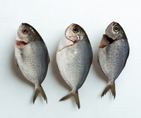 Butterfish Cleaned - Frozen Whole