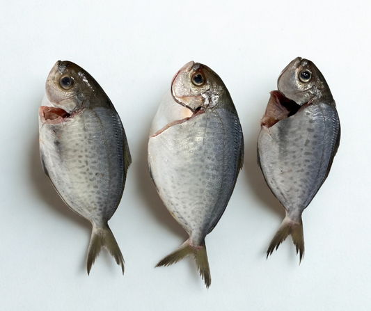 Butterfish Cleaned - Frozen Whole