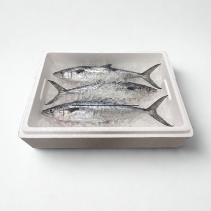 Bulk Spanish Mackerel Whole - 10 Lb