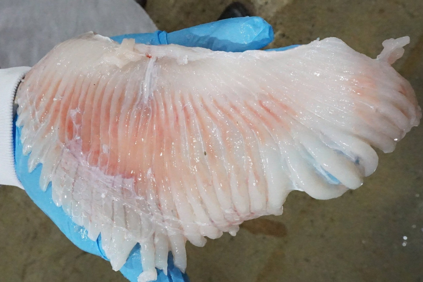 Frozen Skate Wing Fillets
