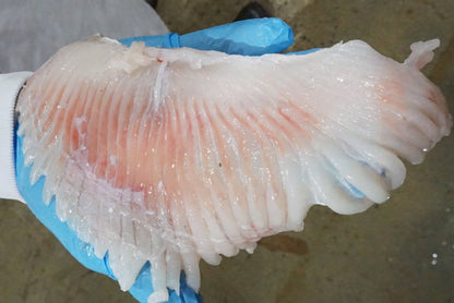 Frozen Skate Wing Fillets