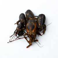 Raw Lobster Bodies - 4 Lb