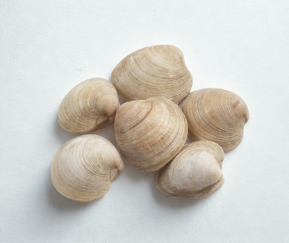 Quahog (Jumbo) Hardshell Clams