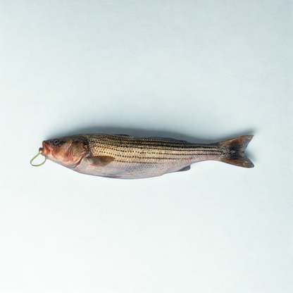 Whole MA Striped Bass - Fresh 20 Lb Fish