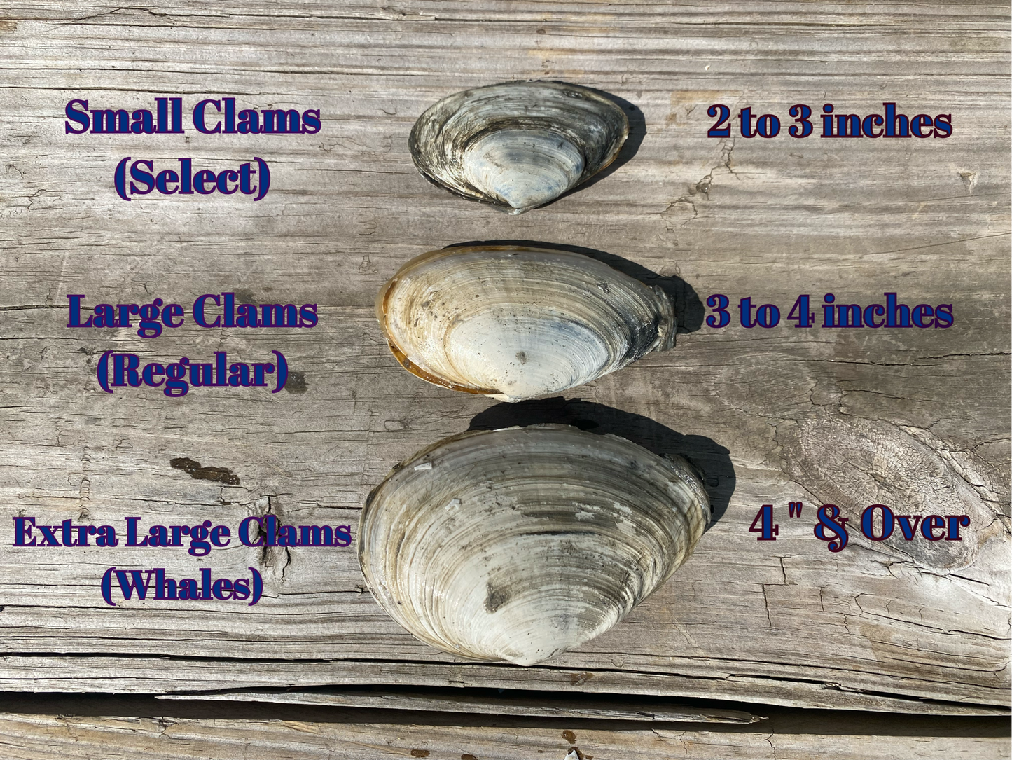 Fresh Whole Belly Frying Clams