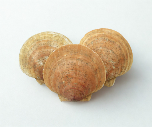 Cleaned Scallop Shells 100 Pieces