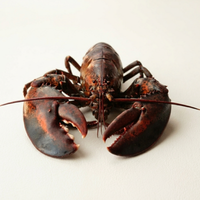 Jumbo Lobster - 1 Piece
