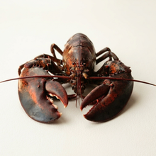Jumbo Lobster - 1 Piece