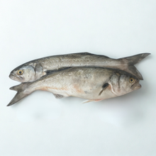 Fresh Whole Bluefish - 4 Lb