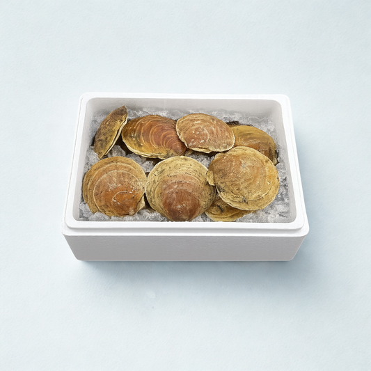 活北大西洋扇贝（Hotate）