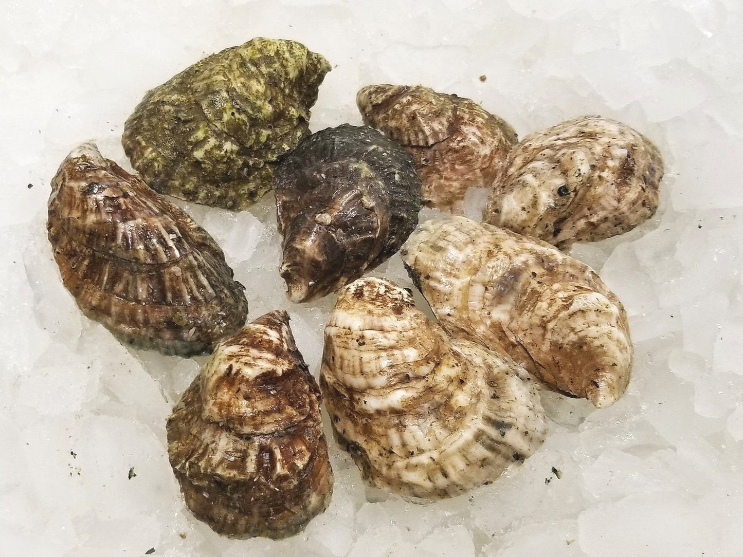 Ostras vivas de Cape Cod (nuestra elección)