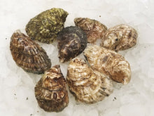 Ostras vivas de Cape Cod (nuestra elección)