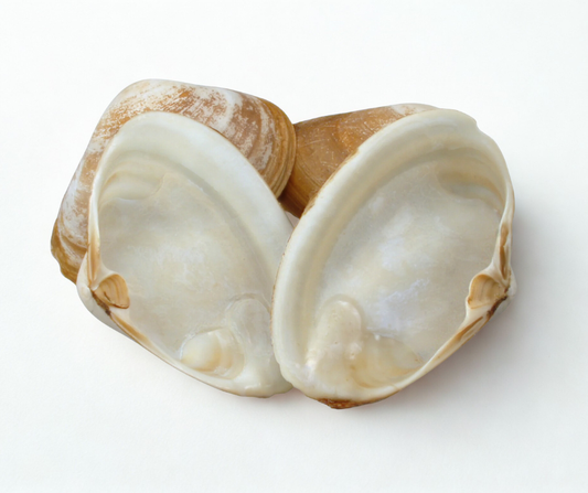 Cleaned Surf Clam Shells