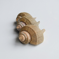 Caracol de canal vivo (caracol liso)