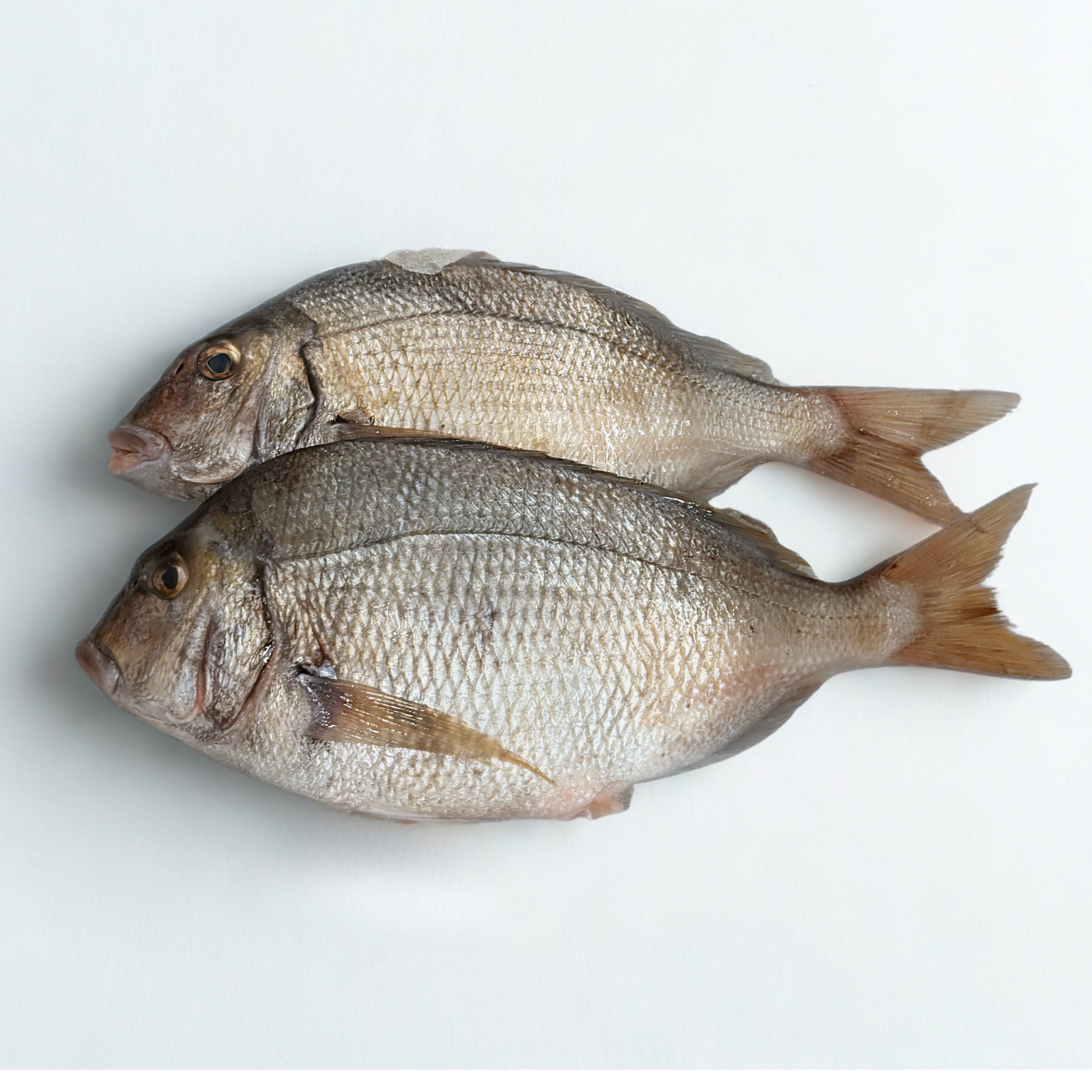 Fresh Whole Scup Porgy Fish | Wild-Caught Seafood Delivery – Intershell ...