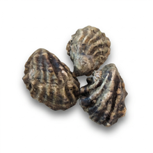 Kumamoto Oysters - 60 Pieces