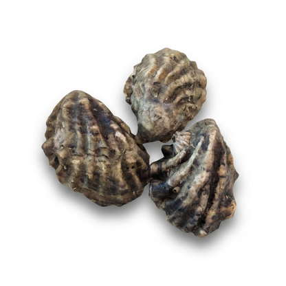 Kumamoto Oysters - 60 Ct