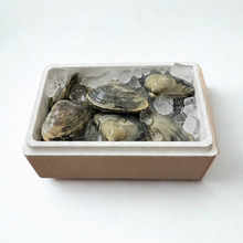 Bulk Live Surf Clams - 10 Lb